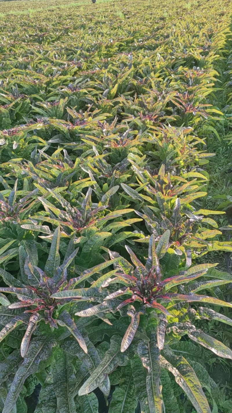 精品红莴笋大量上市产地直发量大从优24小时电话