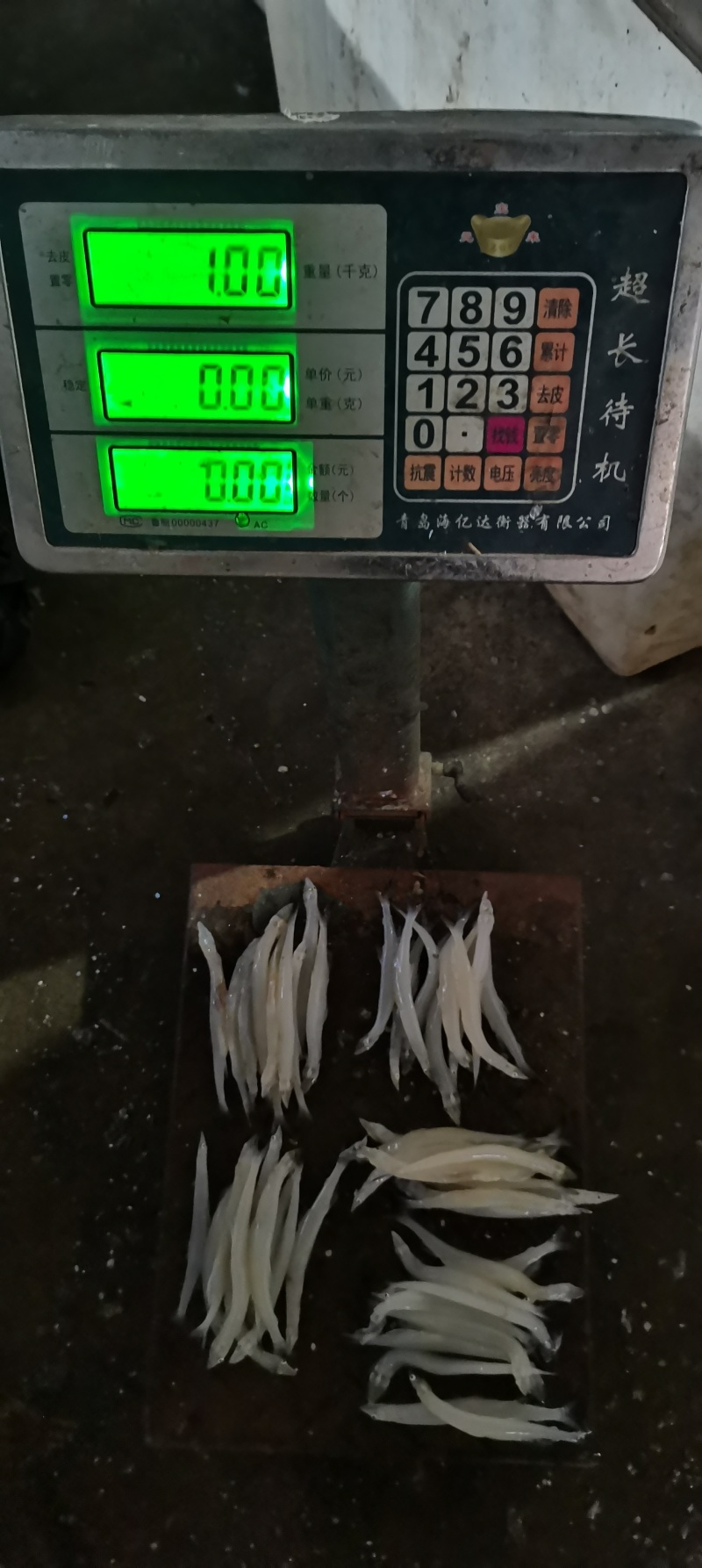 单冻大条银鱼