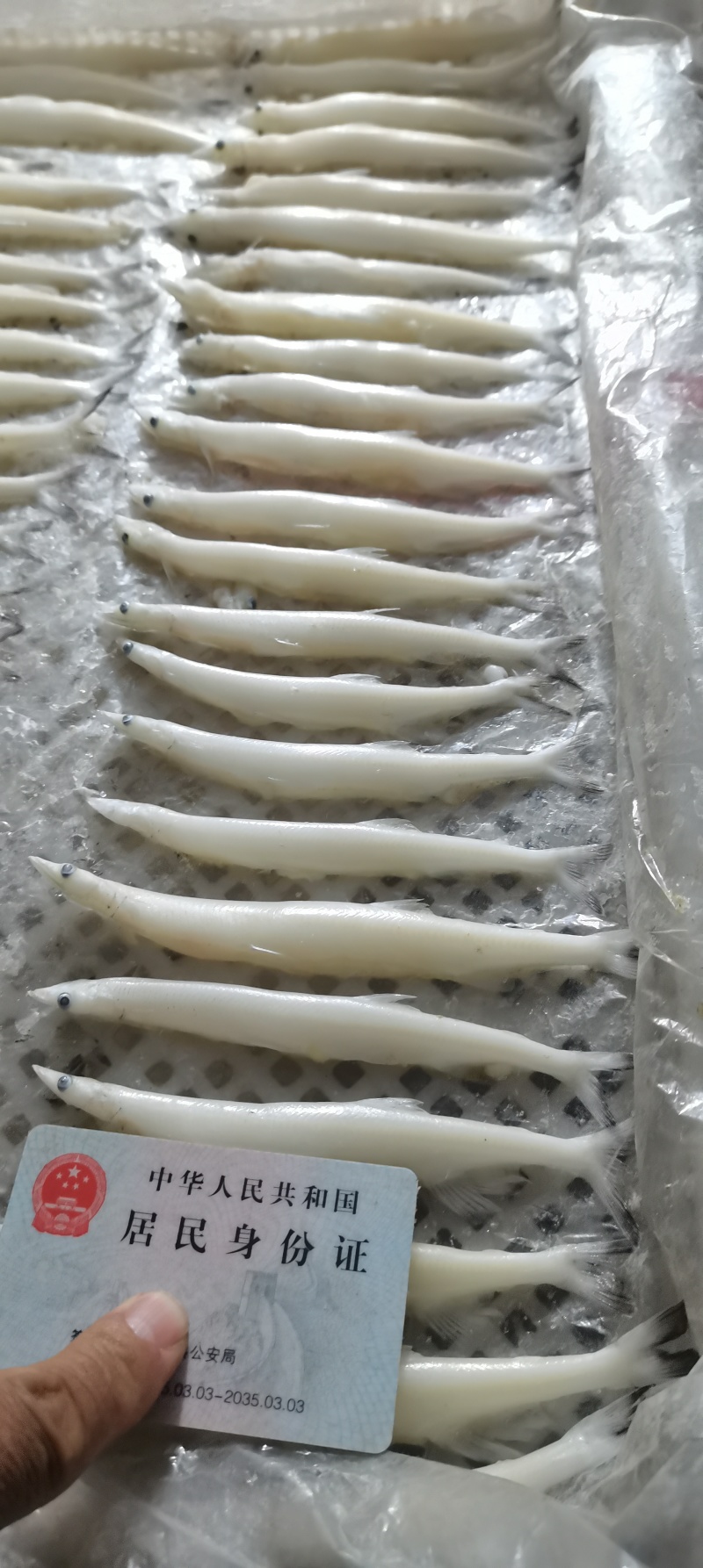 单冻大条银鱼