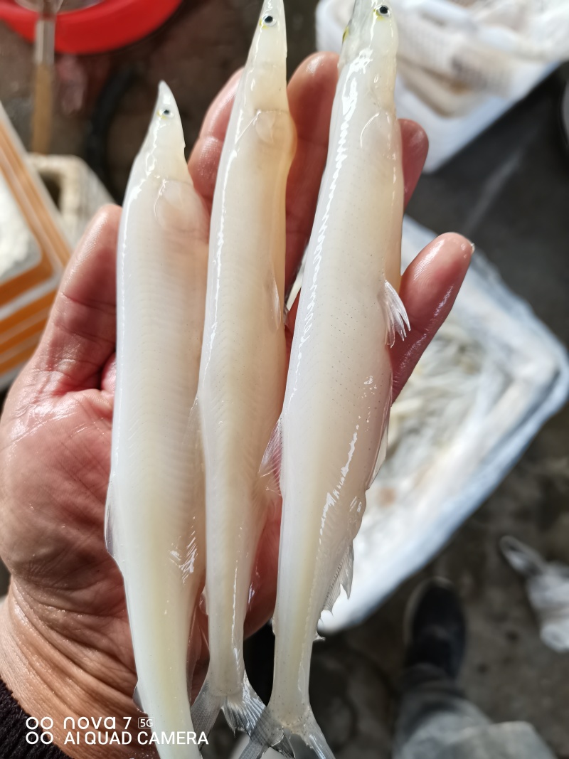 单冻大条银鱼