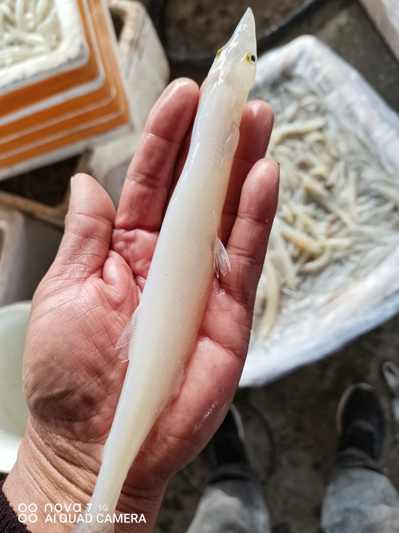单冻大条银鱼