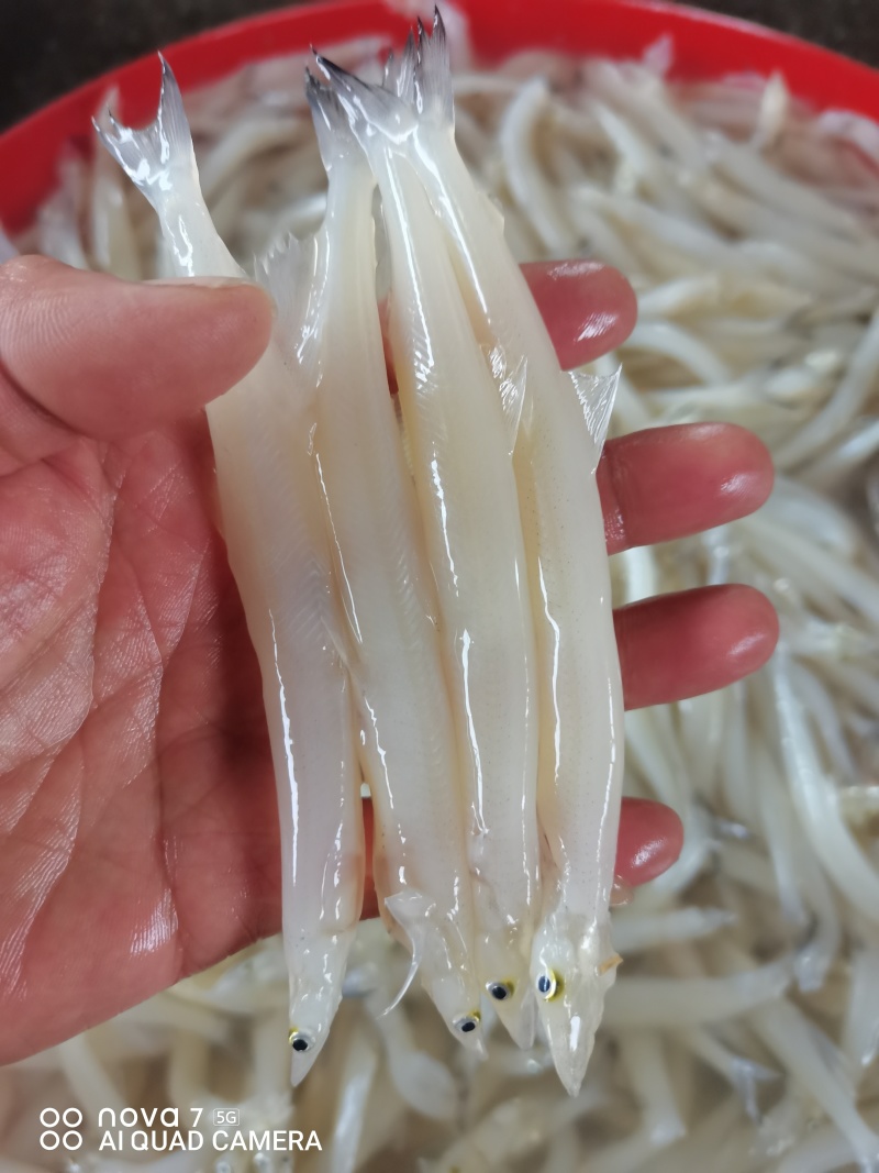 单冻大条银鱼