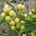 【牛柑果】滇橄榄大橄榄大量有货保质保量欢迎订购