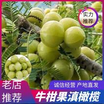 【牛柑果】滇橄榄大橄榄大量有货保质保量欢迎订购