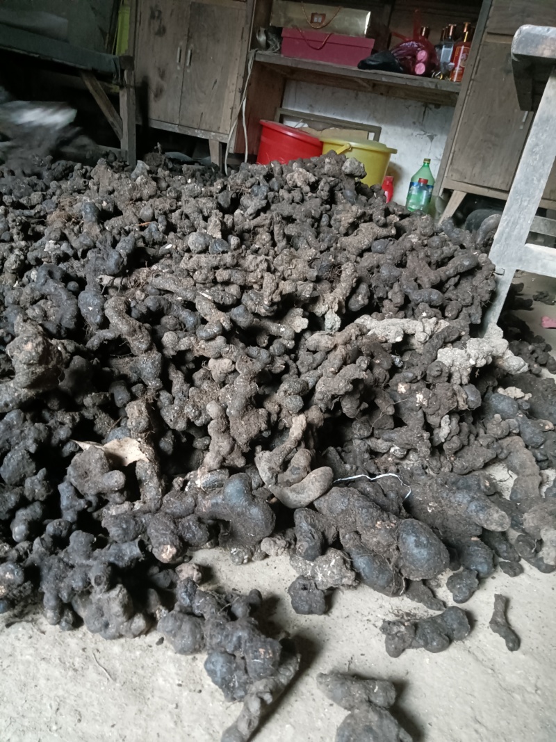 大统干品猪苓。
