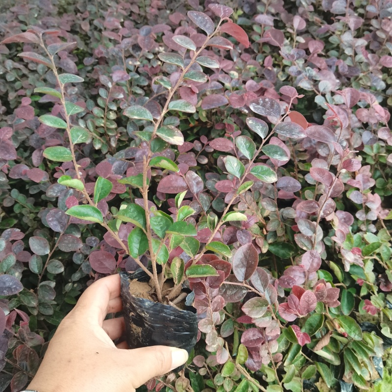 湖南优质红继木地苗，杯苗，货源充足，量大价优可视频