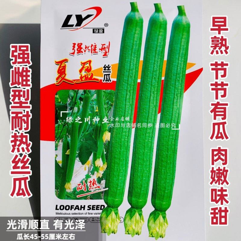 夏盈强雌耐热无敌丝瓜种子特长丝瓜种子早熟节节有瓜长香丝瓜
