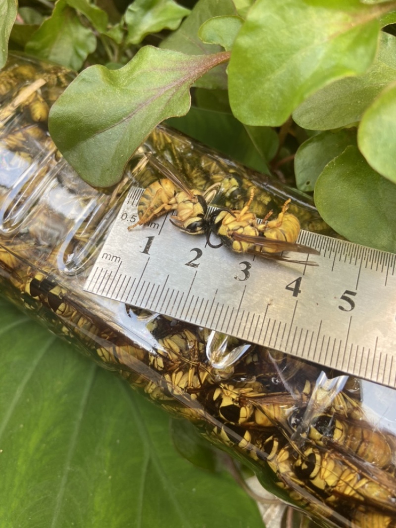 现货）生冻黑盾黄牛蜜老蜂，活体冷冻，无泡水