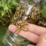 现货）生冻黑盾黄牛蜜老蜂，活体冷冻，无泡水