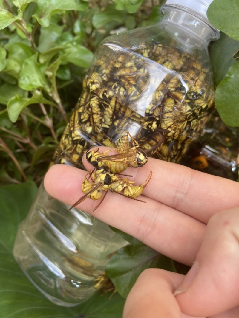 现货）生冻黑盾黄牛蜜老蜂，活体冷冻，无泡水