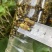 现货）生冻黑盾黄牛蜜老蜂，活体冷冻，无泡水