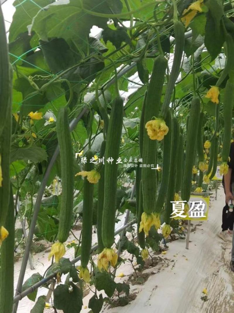 夏盈强雌耐热无敌丝瓜种子特长丝瓜种子早熟节节有瓜长香丝瓜