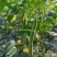 夏盈强雌耐热无敌丝瓜种子特长丝瓜种子早熟节节有瓜长香丝瓜