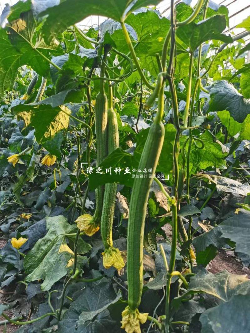 夏盈强雌耐热无敌丝瓜种子特长丝瓜种子早熟节节有瓜长香丝瓜