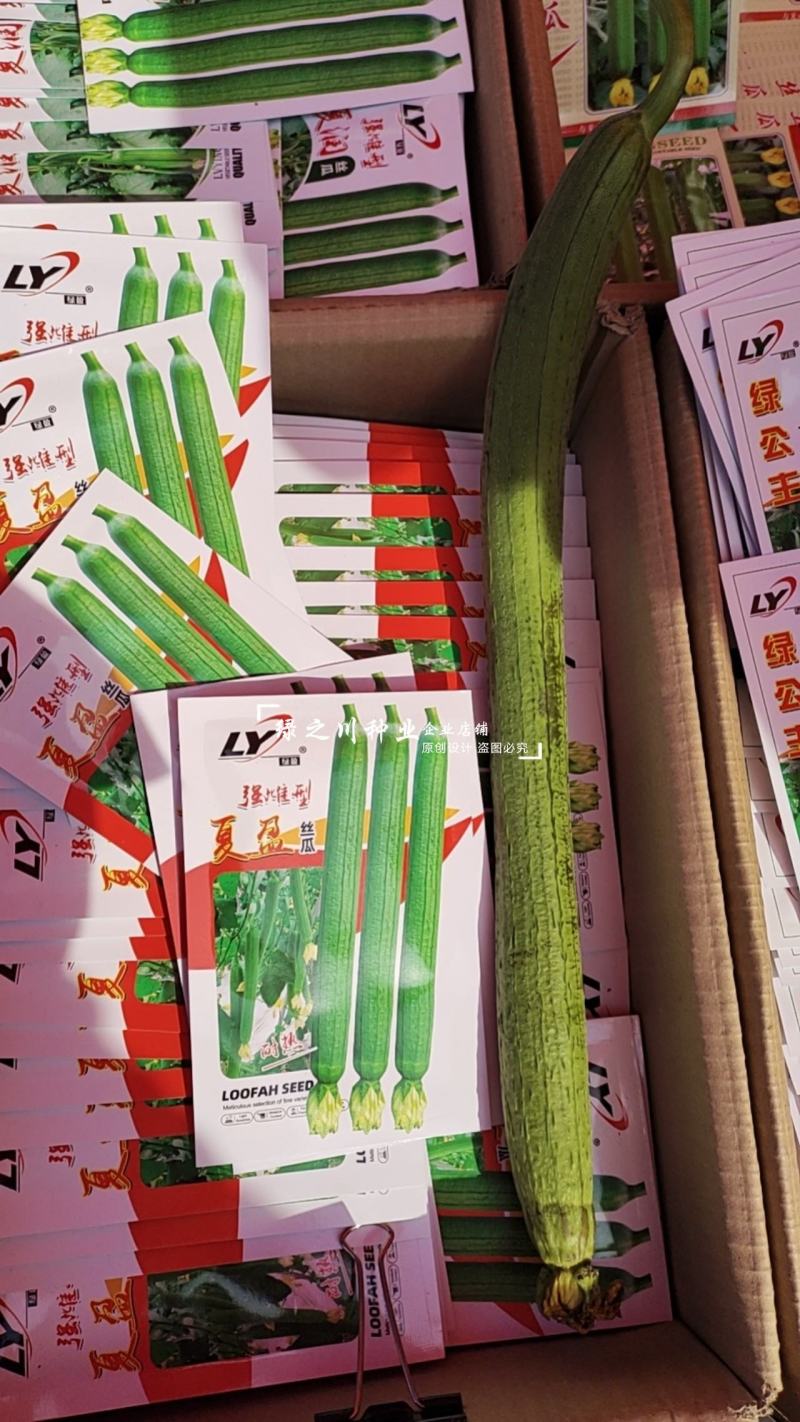 夏盈强雌耐热无敌丝瓜种子特长丝瓜种子早熟节节有瓜长香丝瓜