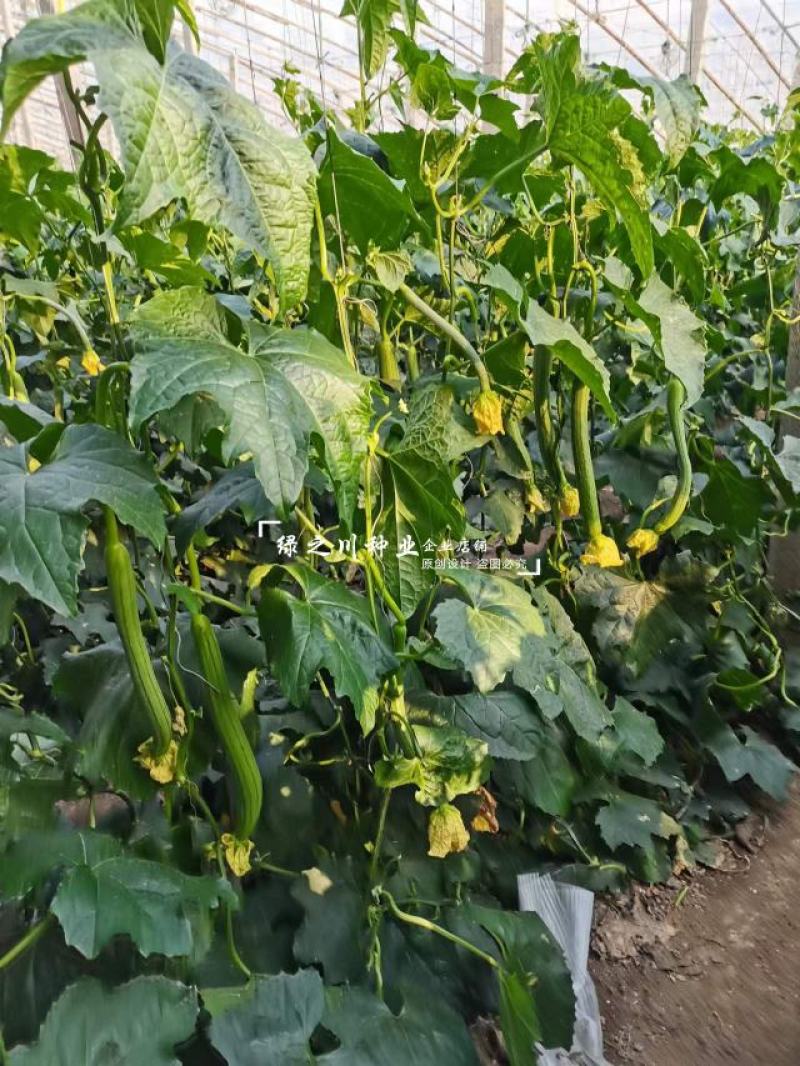 夏盈强雌耐热无敌丝瓜种子特长丝瓜种子早熟节节有瓜长香丝瓜