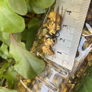 现货）生冻黑盾黄牛蜜老蜂，活体冷冻，无泡水