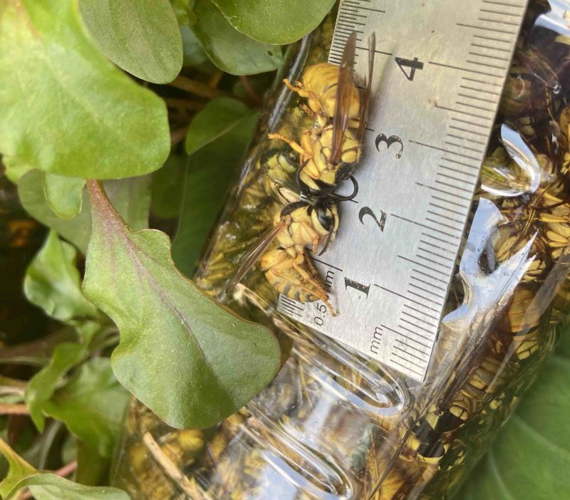 现货）生冻黑盾黄牛蜜老蜂，活体冷冻，无泡水