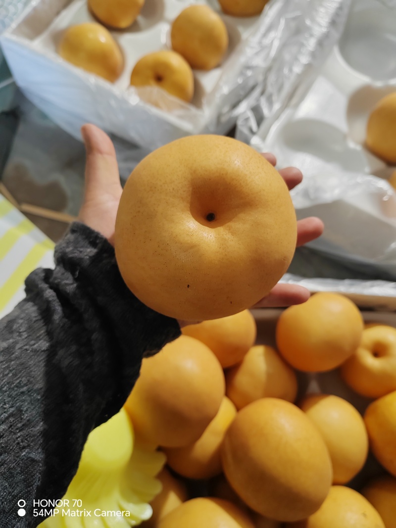 韩系新高梨，新高梨库存大量有货价格便宜电联供应全国