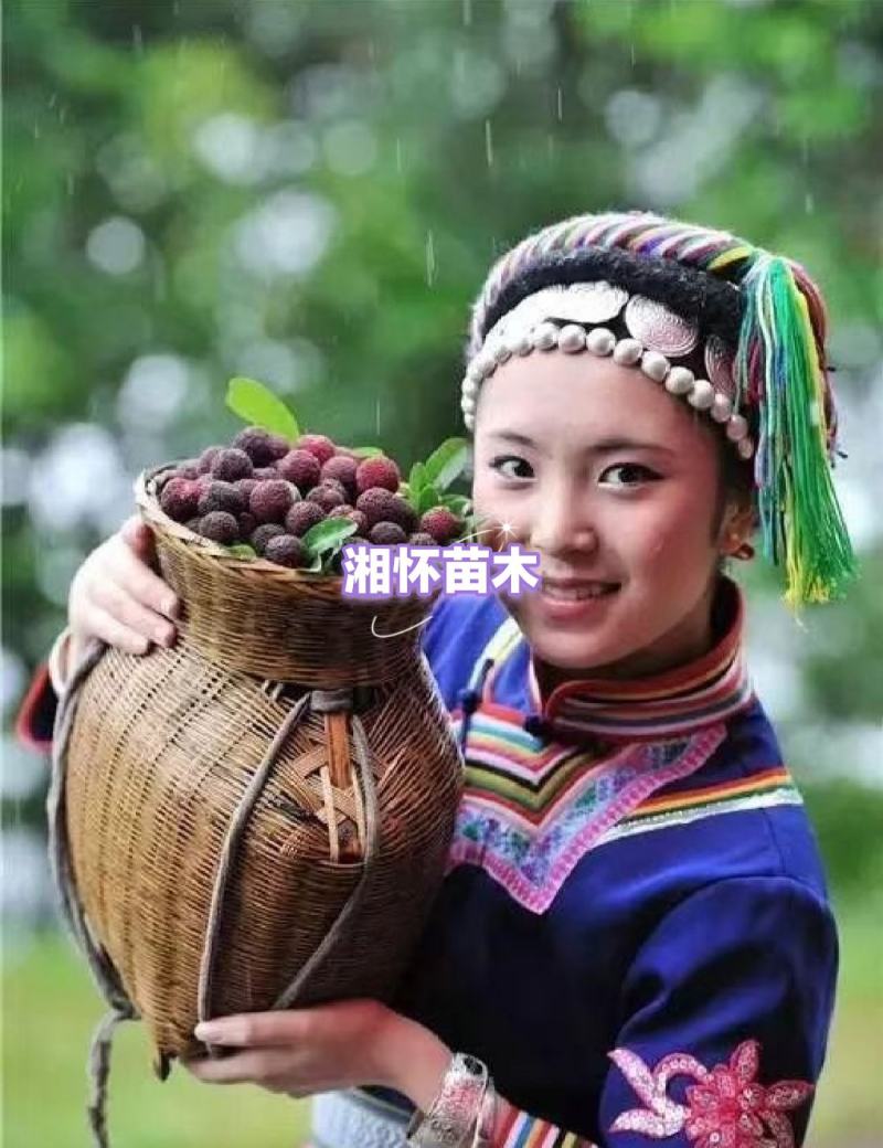 杨梅树4至5公分农户自产自销无中间差价欢迎各位老板选购。