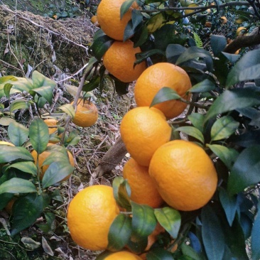 沃柑