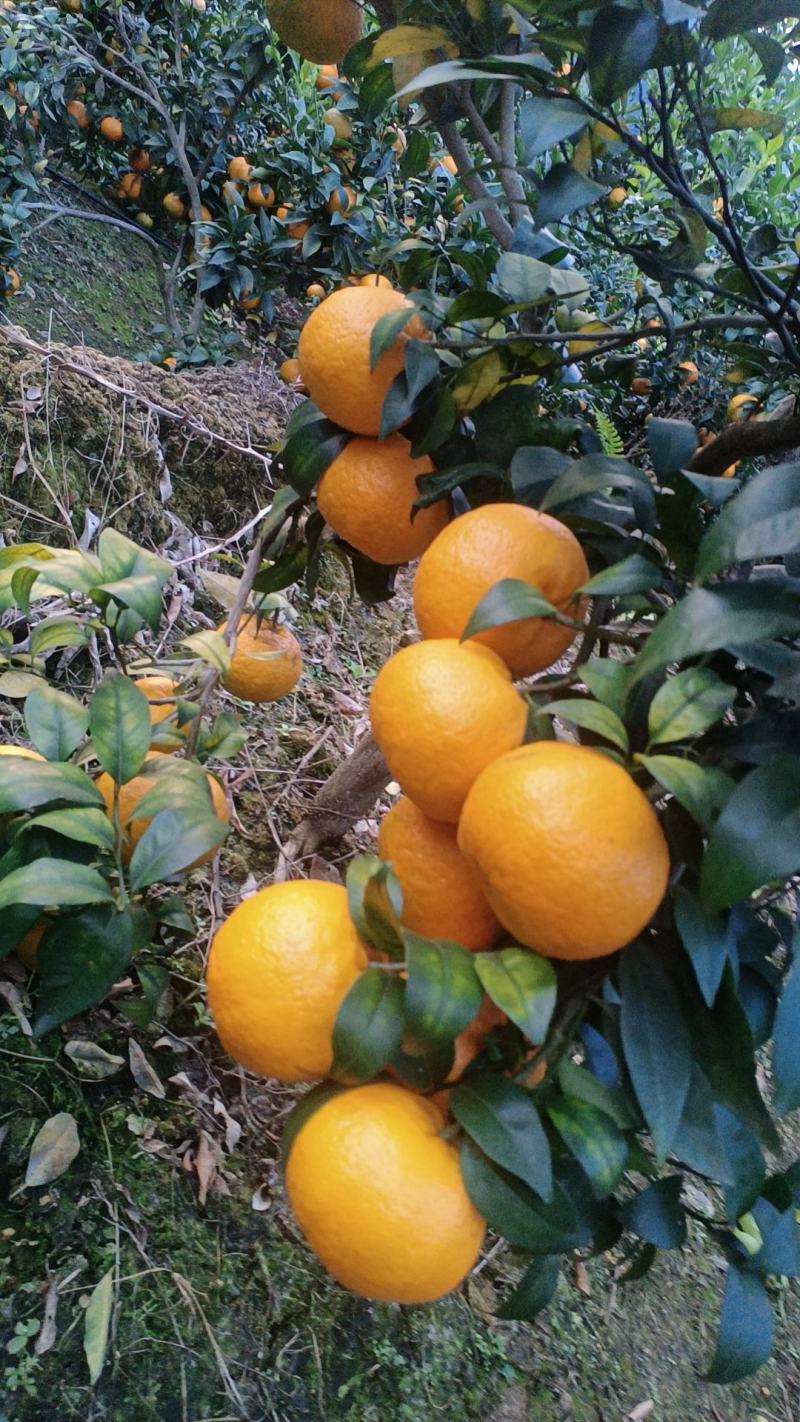 沃柑