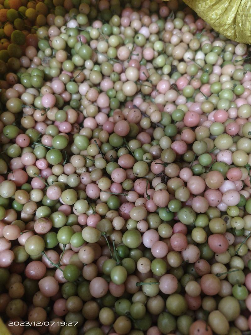 金果榄，青牛胆种子，品种纯正颗粒饱满均匀