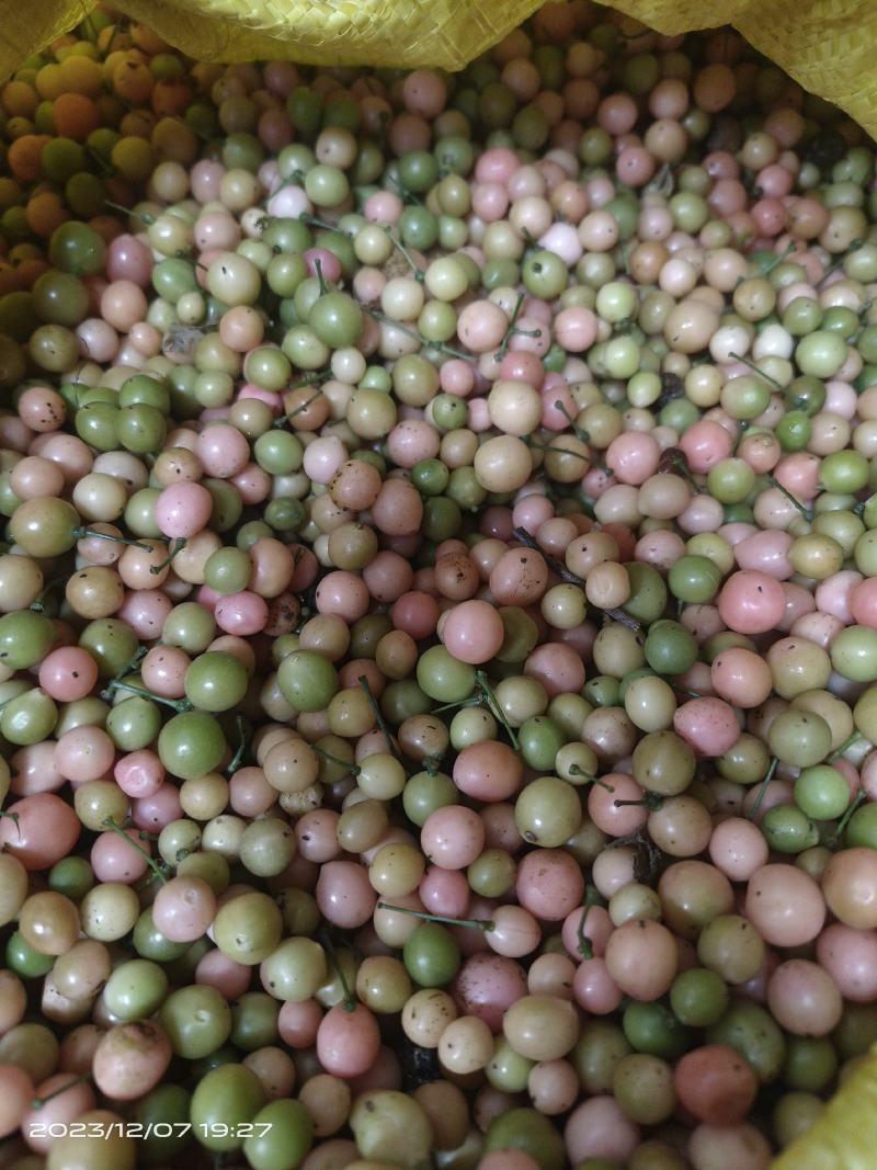 金果榄，青牛胆种子，品种纯正颗粒饱满均匀