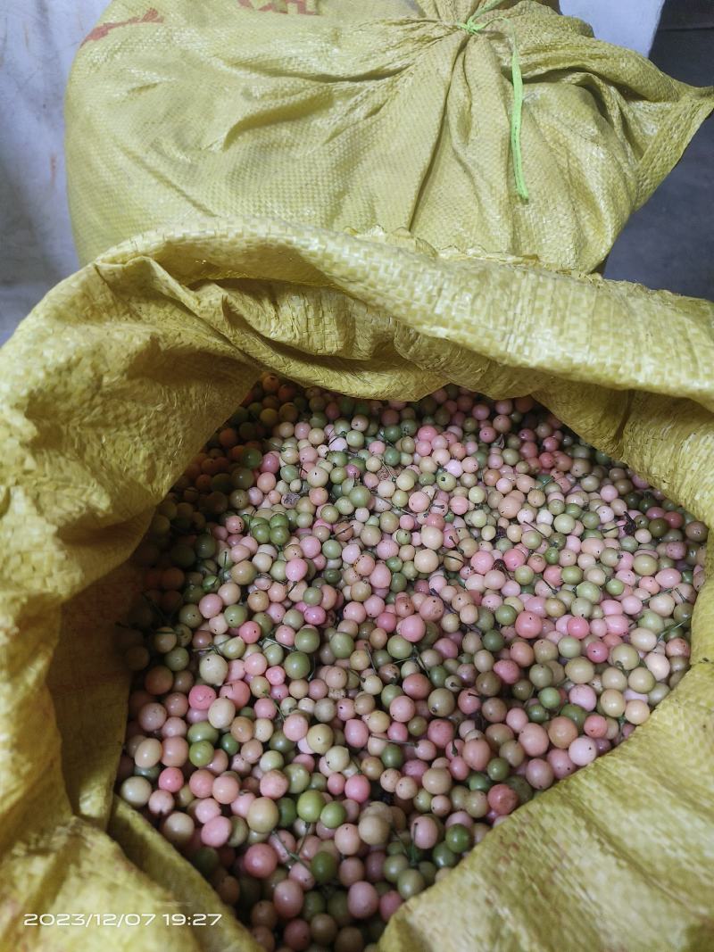 金果榄，青牛胆种子，品种纯正颗粒饱满均匀