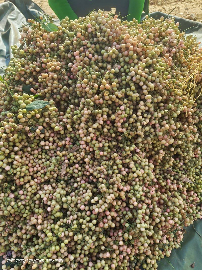 金果榄，青牛胆种子，品种纯正颗粒饱满均匀