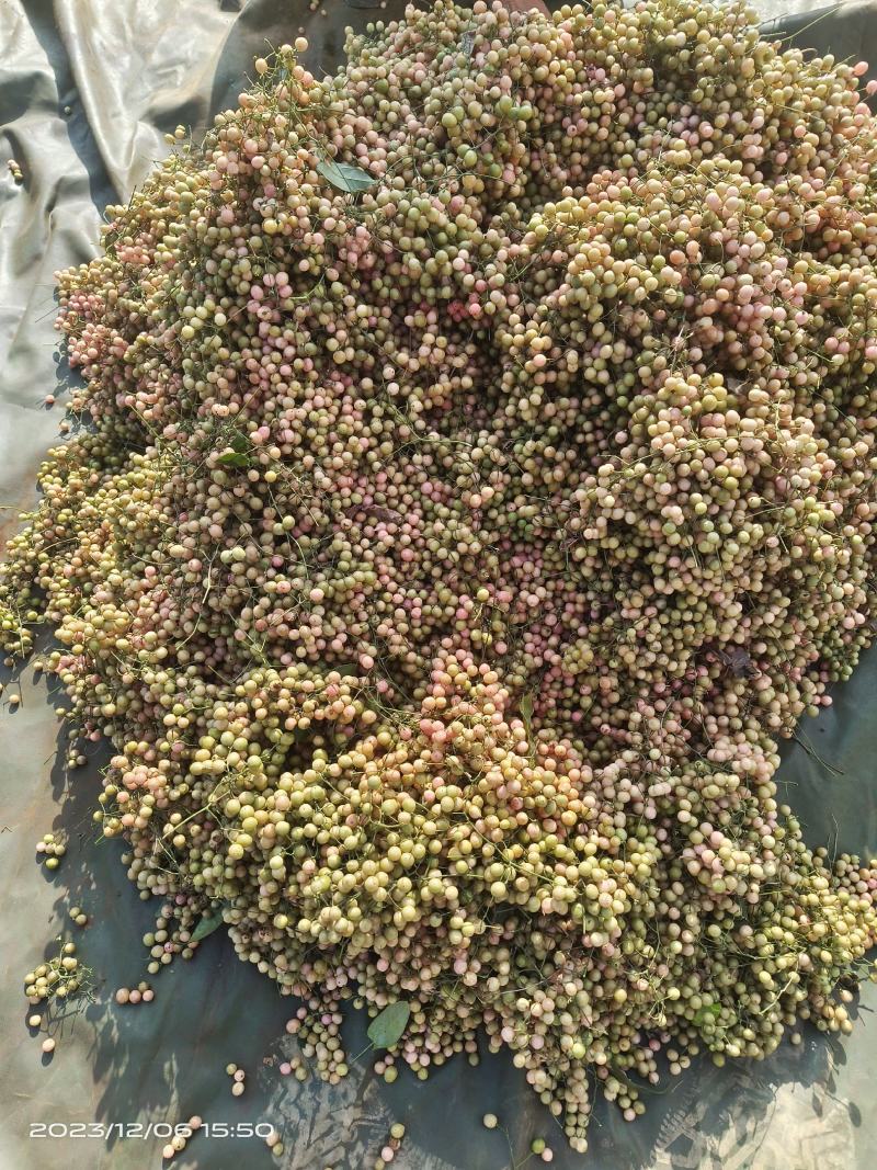 金果榄，青牛胆种子，品种纯正颗粒饱满均匀