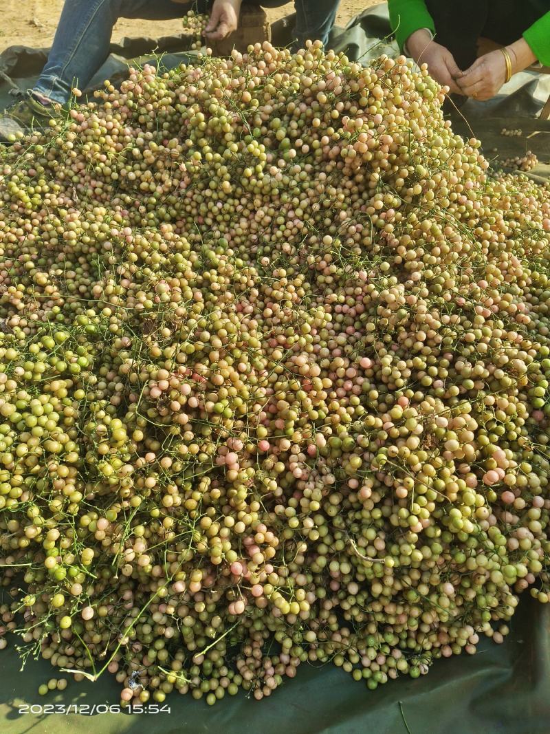 金果榄，青牛胆种子，品种纯正颗粒饱满均匀