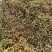 金果榄，青牛胆种子，品种纯正颗粒饱满均匀