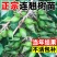 【推存】连翘苗药用3号5号连翘苗，一年二年连翘苗欢迎订购