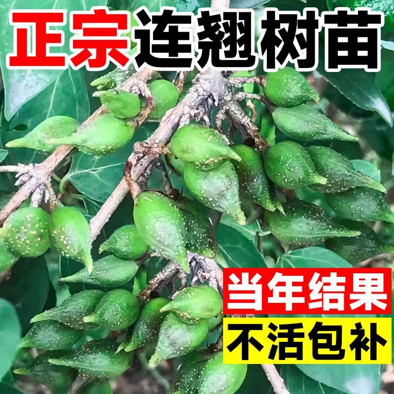 【推存】连翘苗药用3号5号连翘苗，一年二年连翘苗欢迎订购