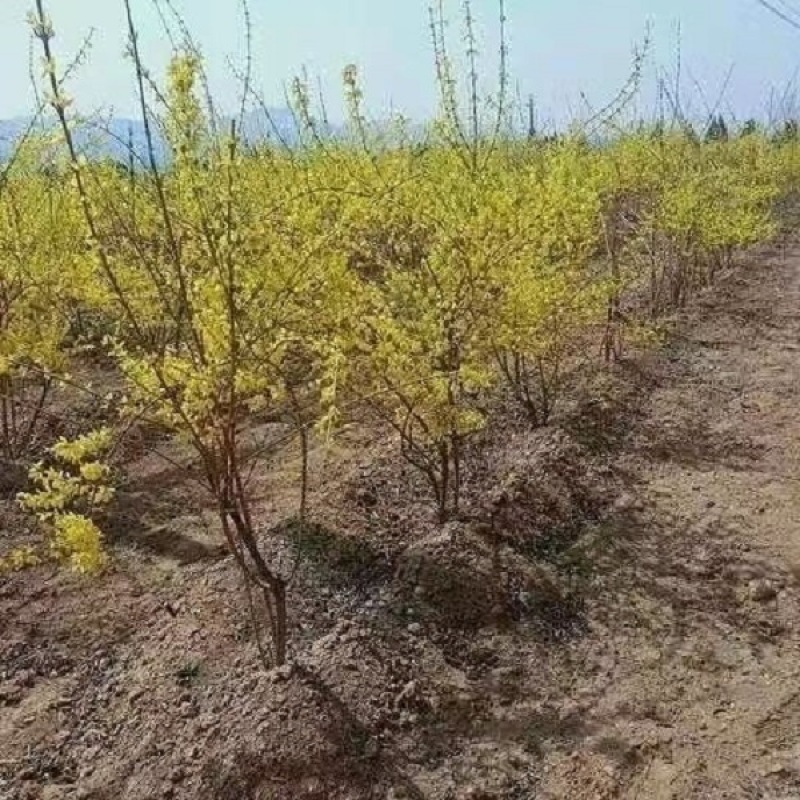 【推存】连翘苗药用3号5号连翘苗，一年二年连翘苗欢迎订购