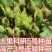 【推存】连翘苗药用3号5号连翘苗，一年二年连翘苗欢迎订购
