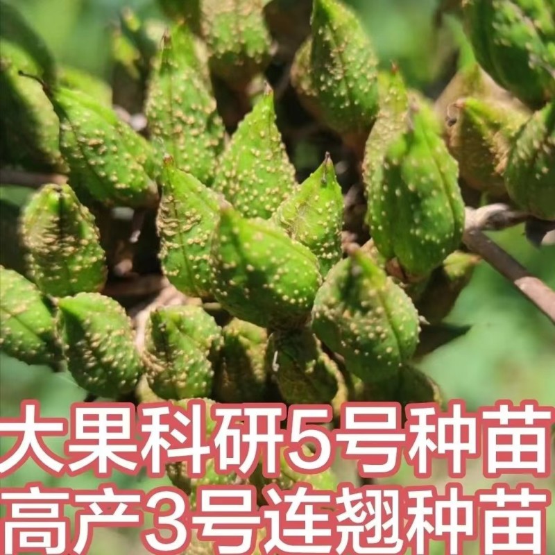 【推存】连翘苗药用3号5号连翘苗，一年二年连翘苗欢迎订购