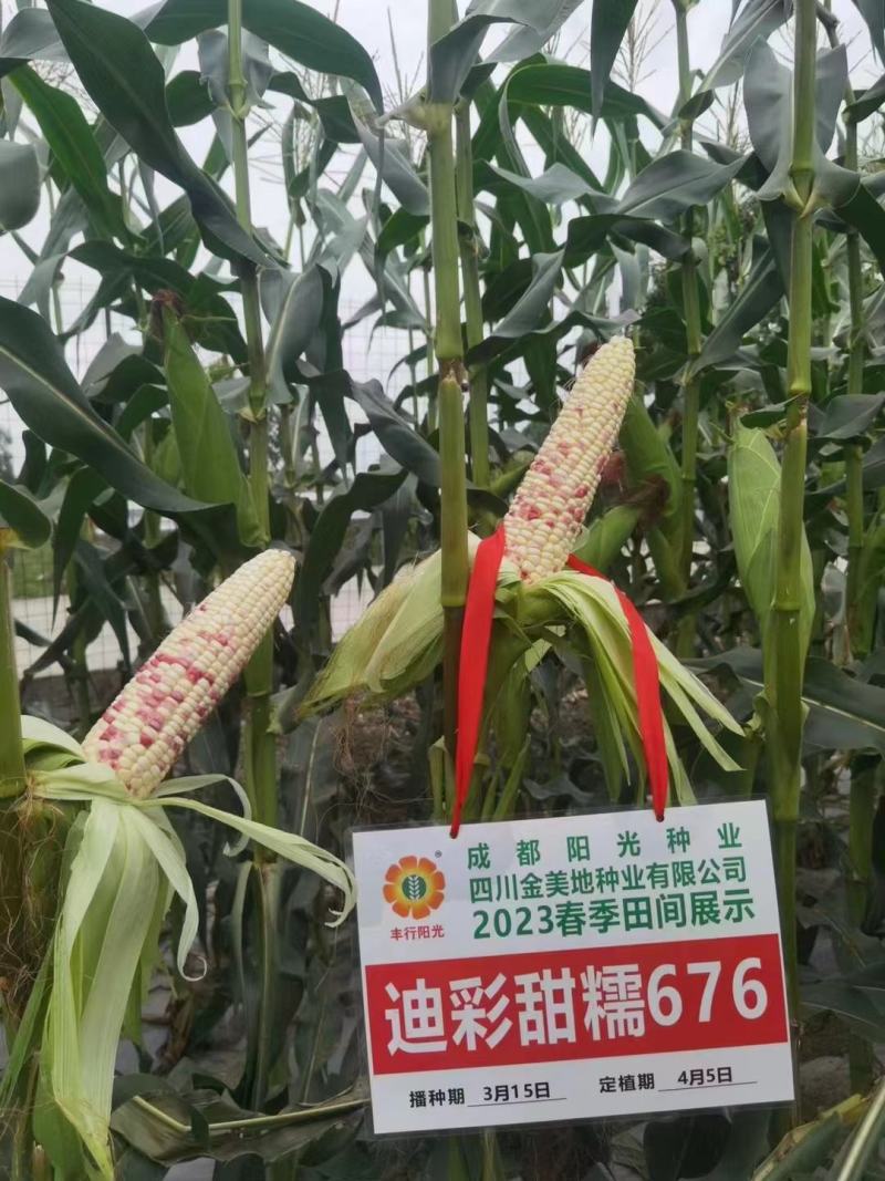 玉米种子迪彩甜糯676彩甜糯玉米甜糯香籽粒晶莹漂亮