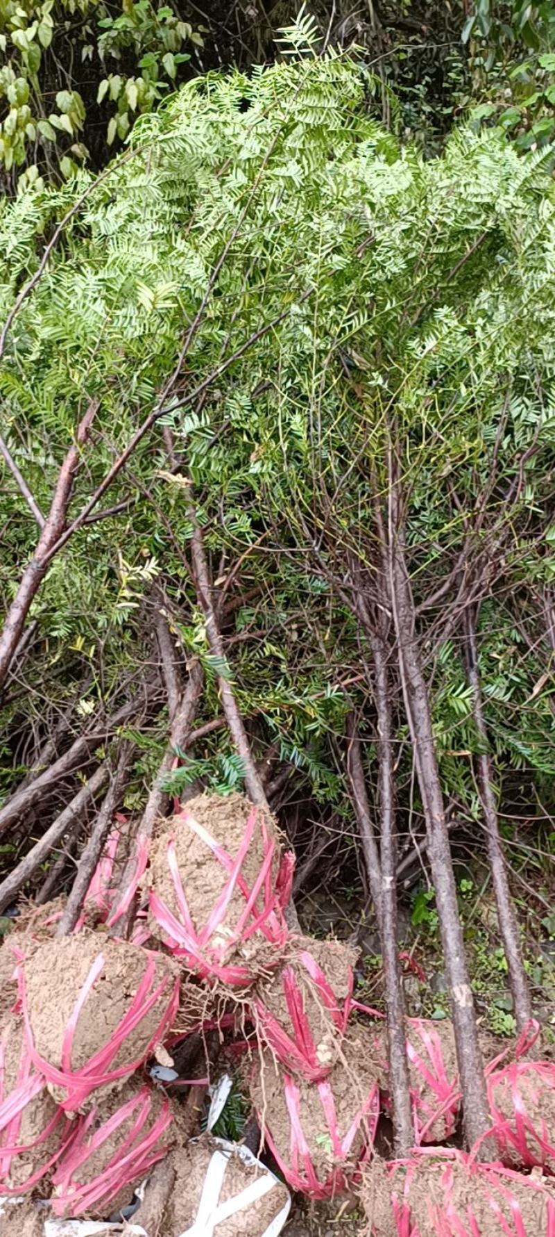红豆杉树苗批发种杯用小苗，红豆杉地径2--3公分带土球。