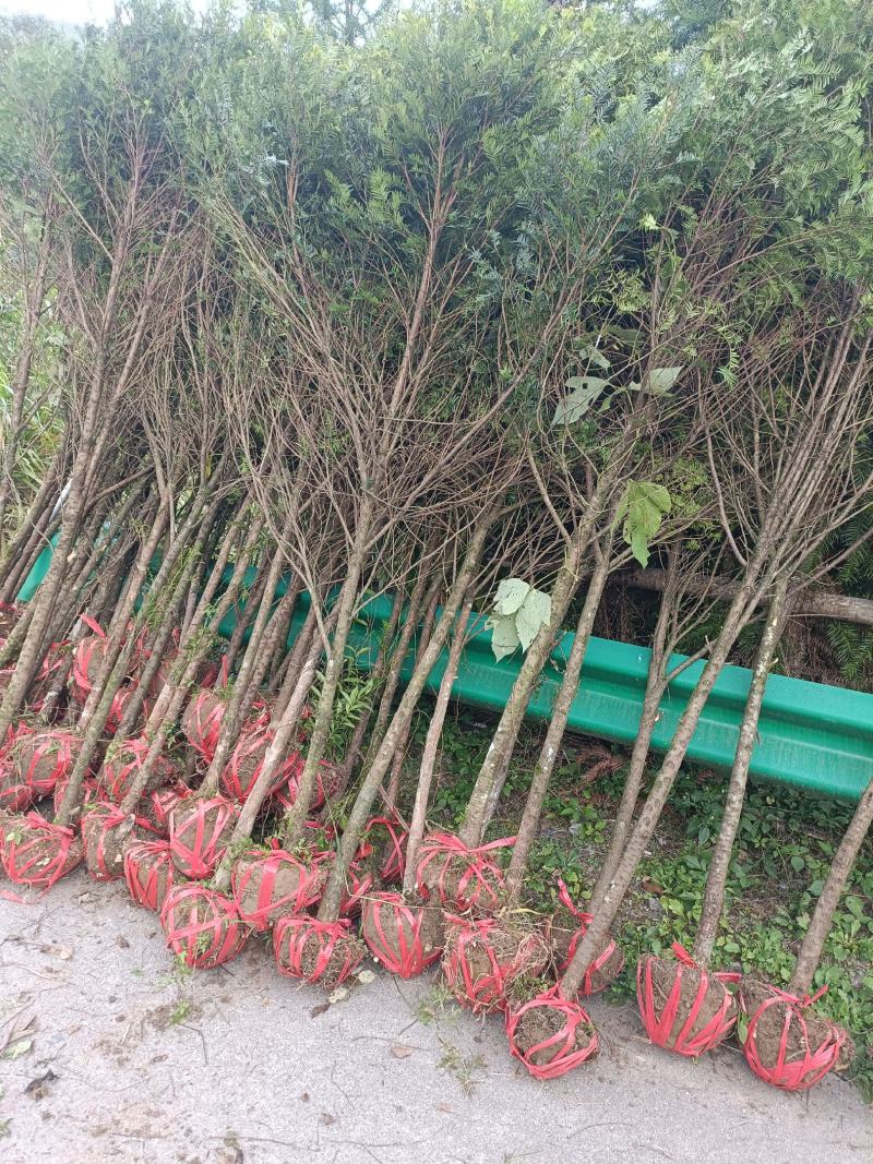 红豆杉树苗批发种杯用小苗，红豆杉地径2--3公分带土球。