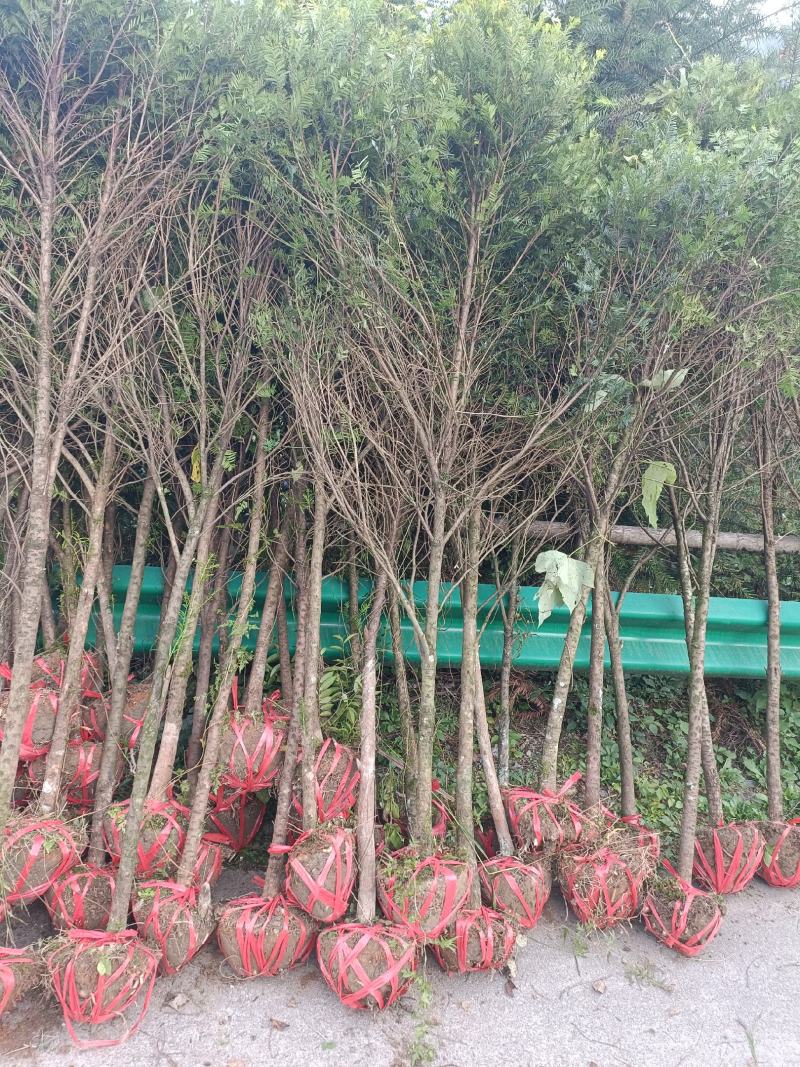 红豆杉树苗批发种杯用小苗，红豆杉地径2--3公分带土球。