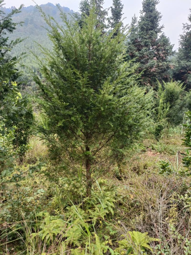 红豆杉树苗批发种杯用小苗，红豆杉地径2--3公分带土球。