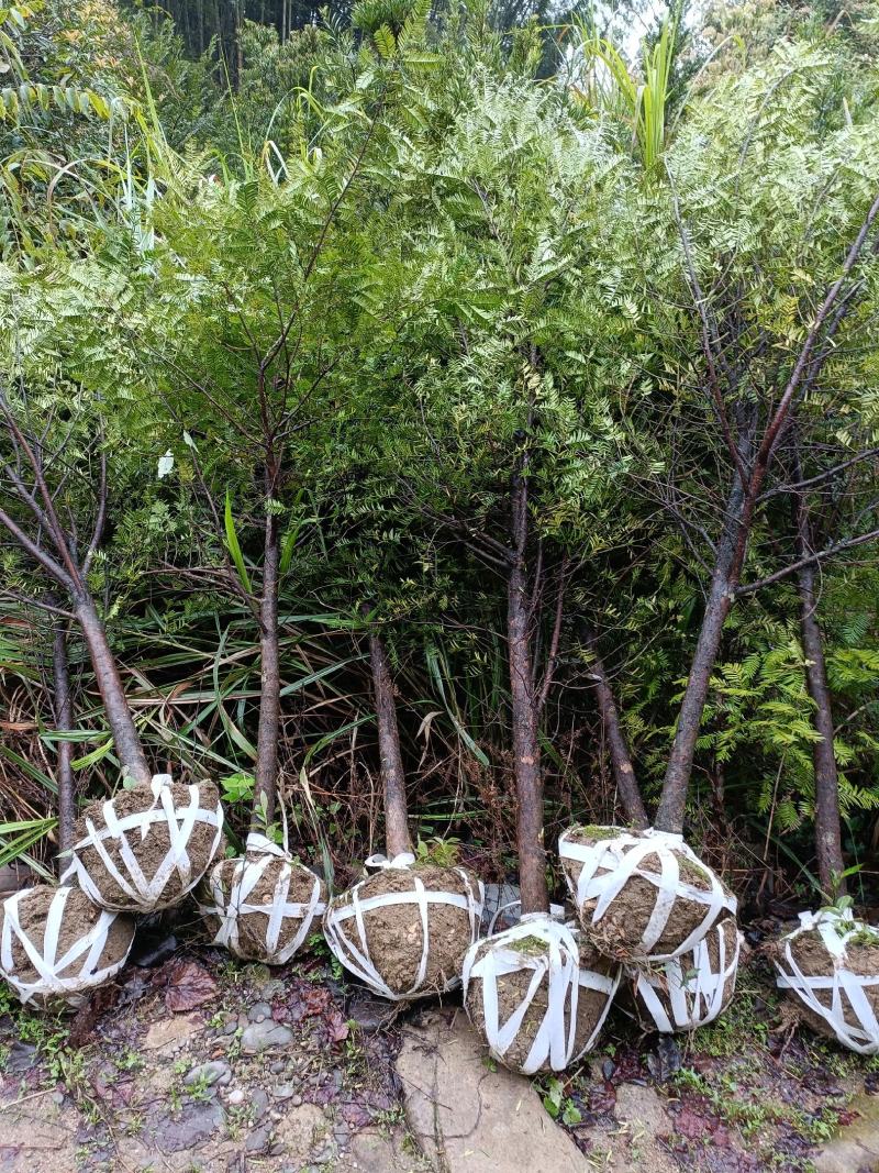 红豆杉树苗批发种杯用小苗，红豆杉地径2--3公分带土球。