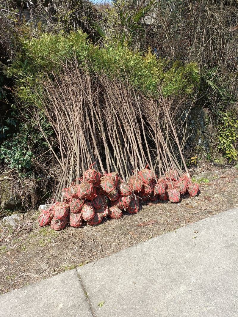 红豆杉树苗批发种杯用小苗，红豆杉地径2--3公分带土球。