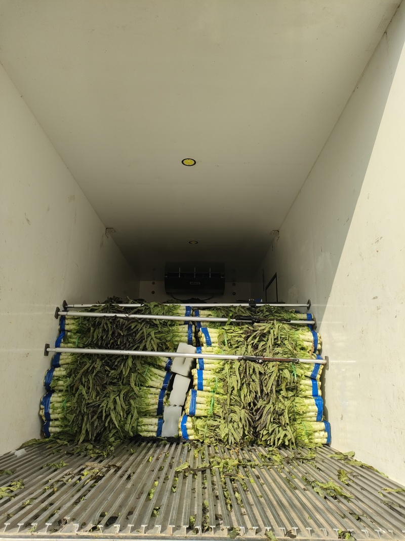 湖北当阳红叶莴笋，湖北精品红叶莴笋，专业原产地直发
