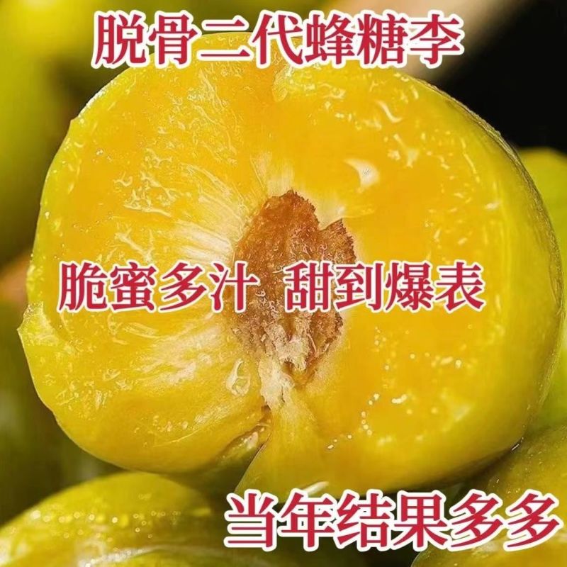 昭通森旺苗圃种植合作社专业培育优质甜脆李子树苗基地直发