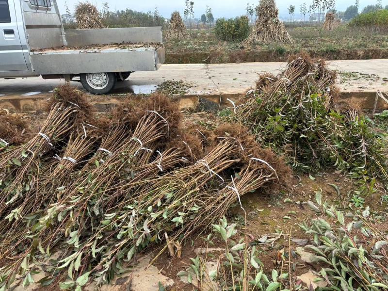 昭通森旺苗圃种植合作社专业培育优质甜脆李子树苗基地直发