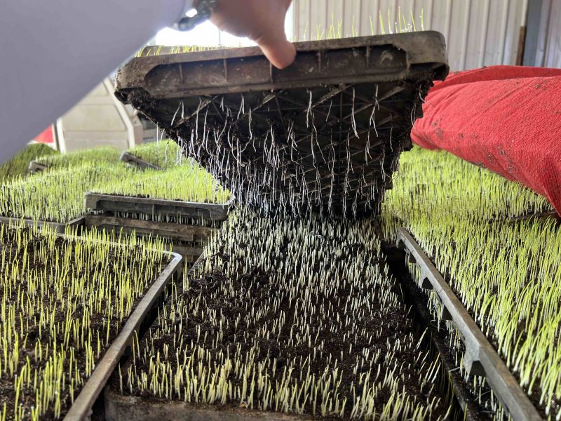 水稻育秧基质，出苗齐抗病，提高水稻🌾产量！