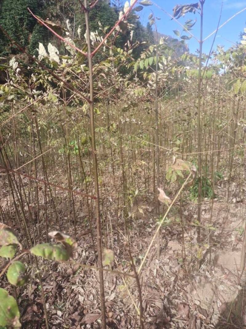 黄柏苗，苗粗壮根系多成活率高有需要的联系